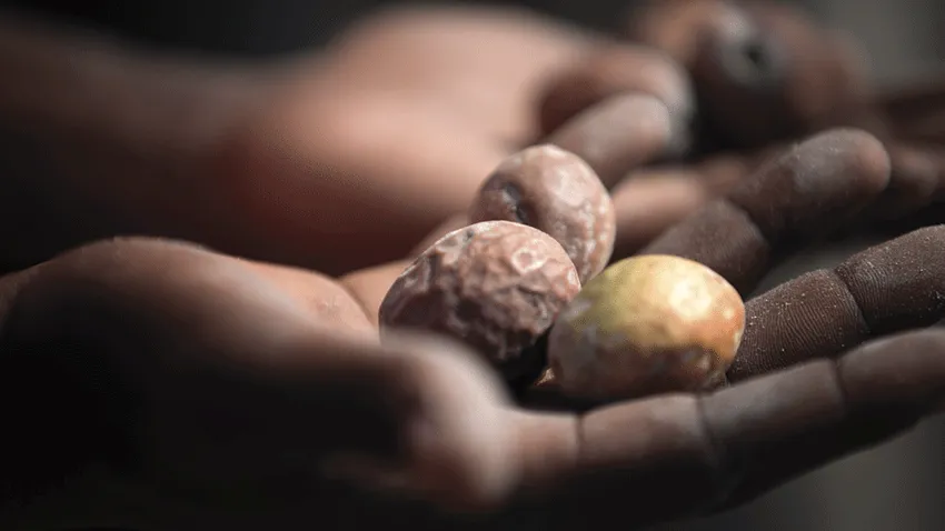 Mongongo Oil Gives Your Hair Life And Body With Its Rich Nutrition