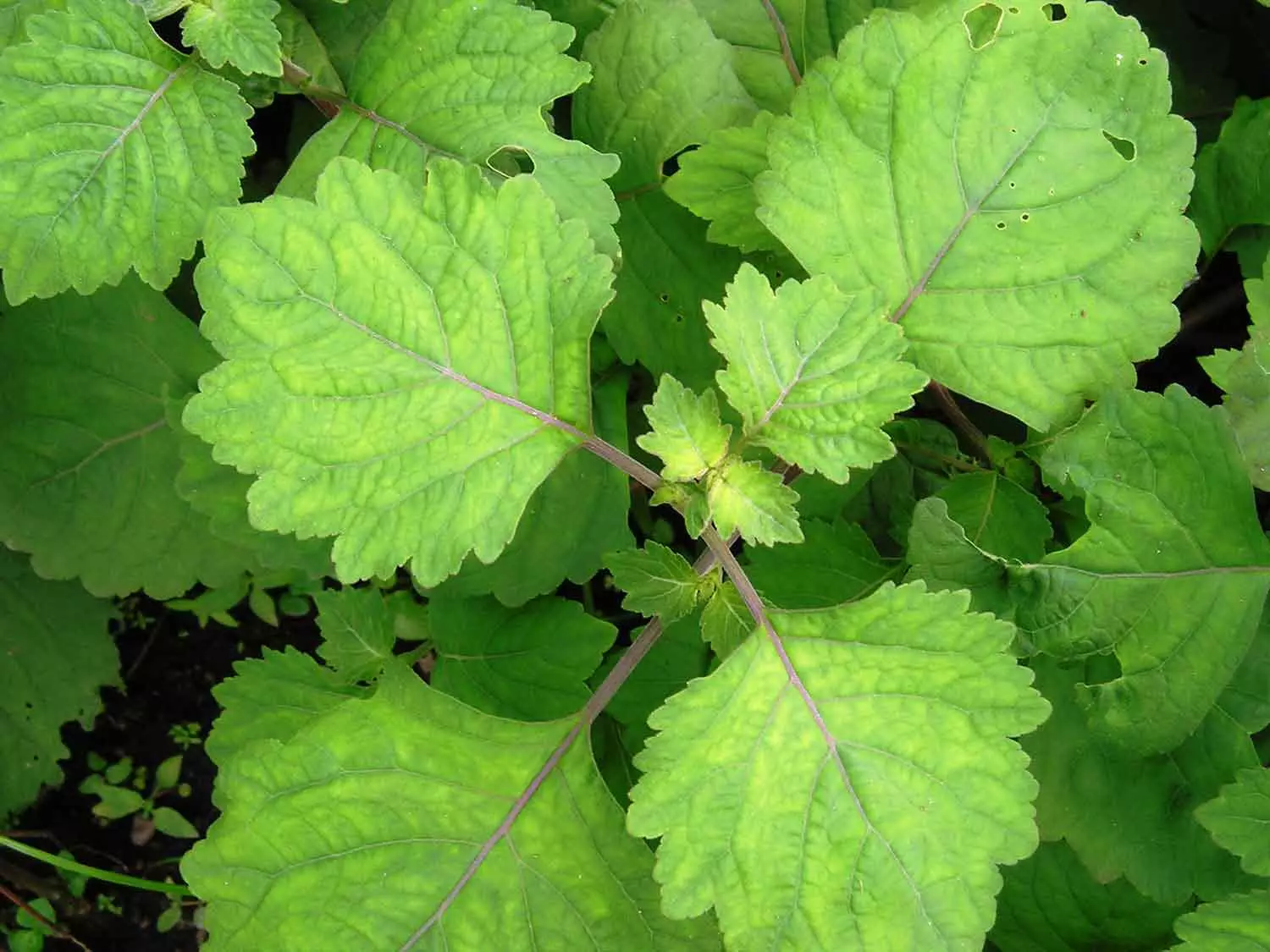 Patchouli Oil Makes You Feel And Look Better