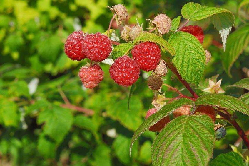 Red Raspberry Seed Oil Protects Your Skin From Ultraviolet Light, But Is Not A Sunblock