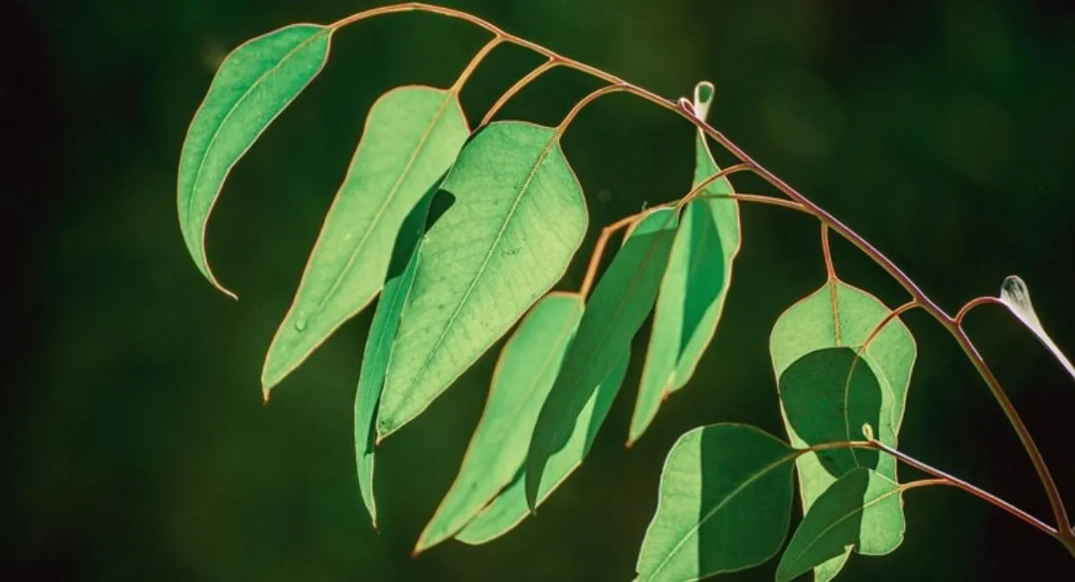 Eucalyptus Plant Are The Best For Your Home In 2025 2 Eucalyptus Plant