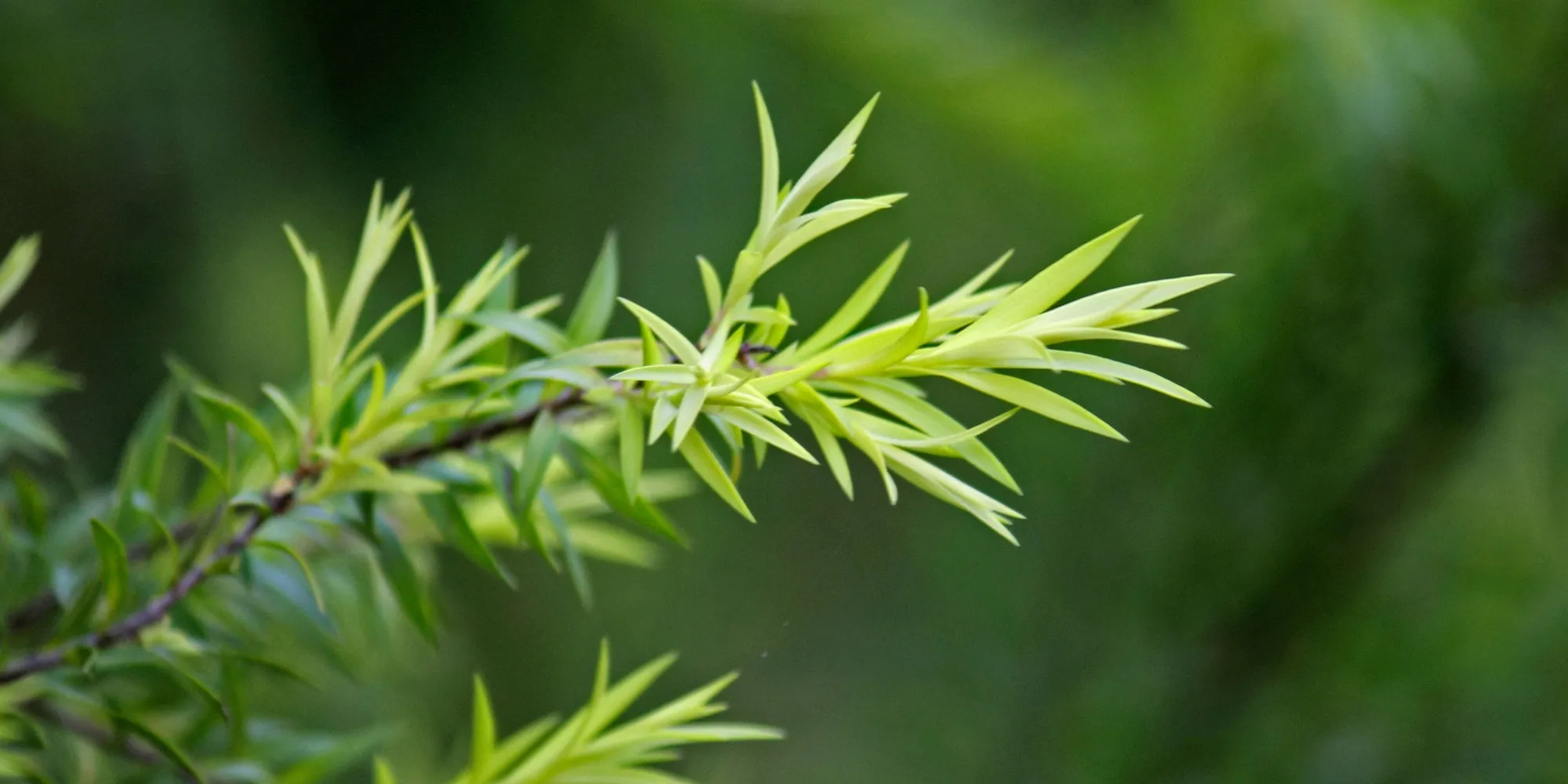 Health Benefits Of Tea Tree Essential Oil And Winter Applications - Au Natural Organics