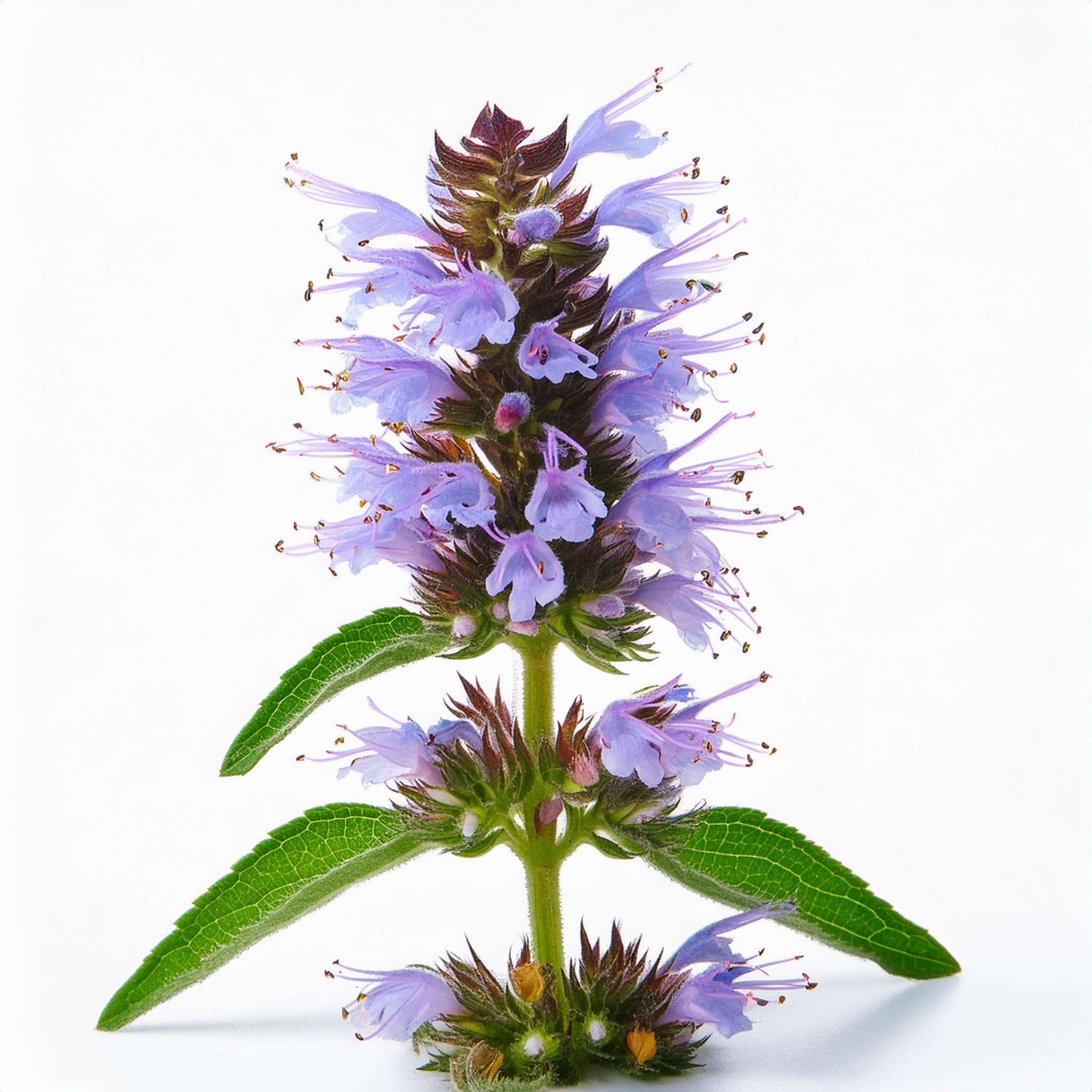 Hyssop (Hyssopus officinalis)