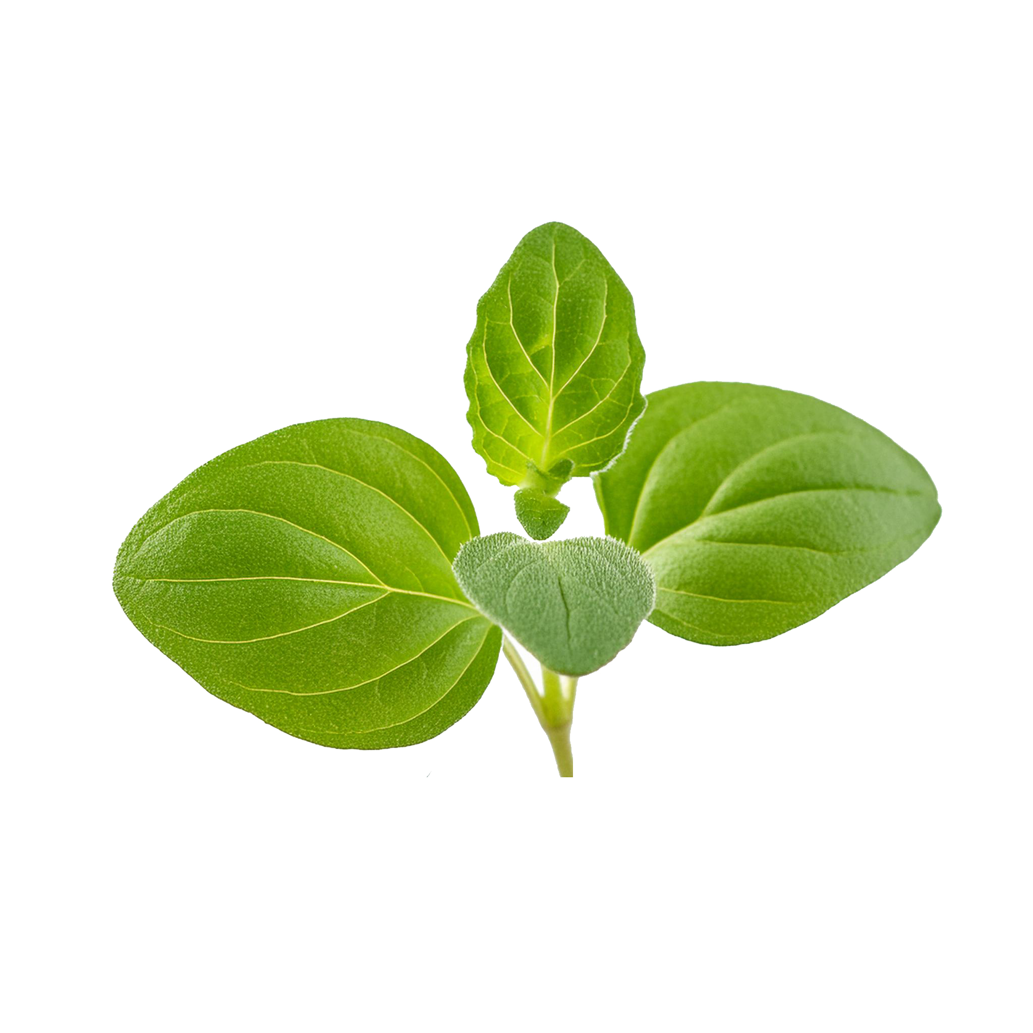 Marjoram (Origanum majorana)