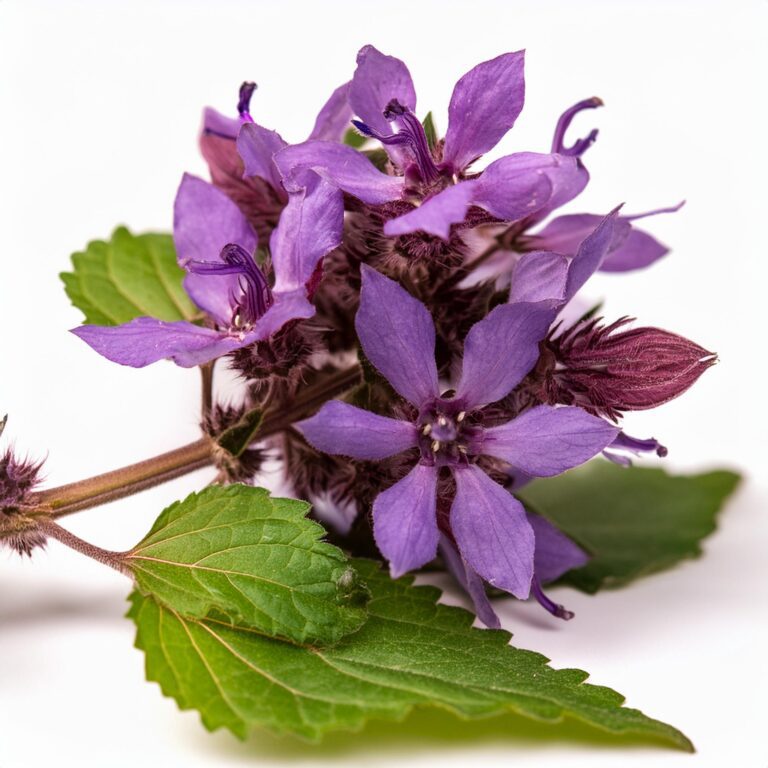 Patchouli 4 Patchouli