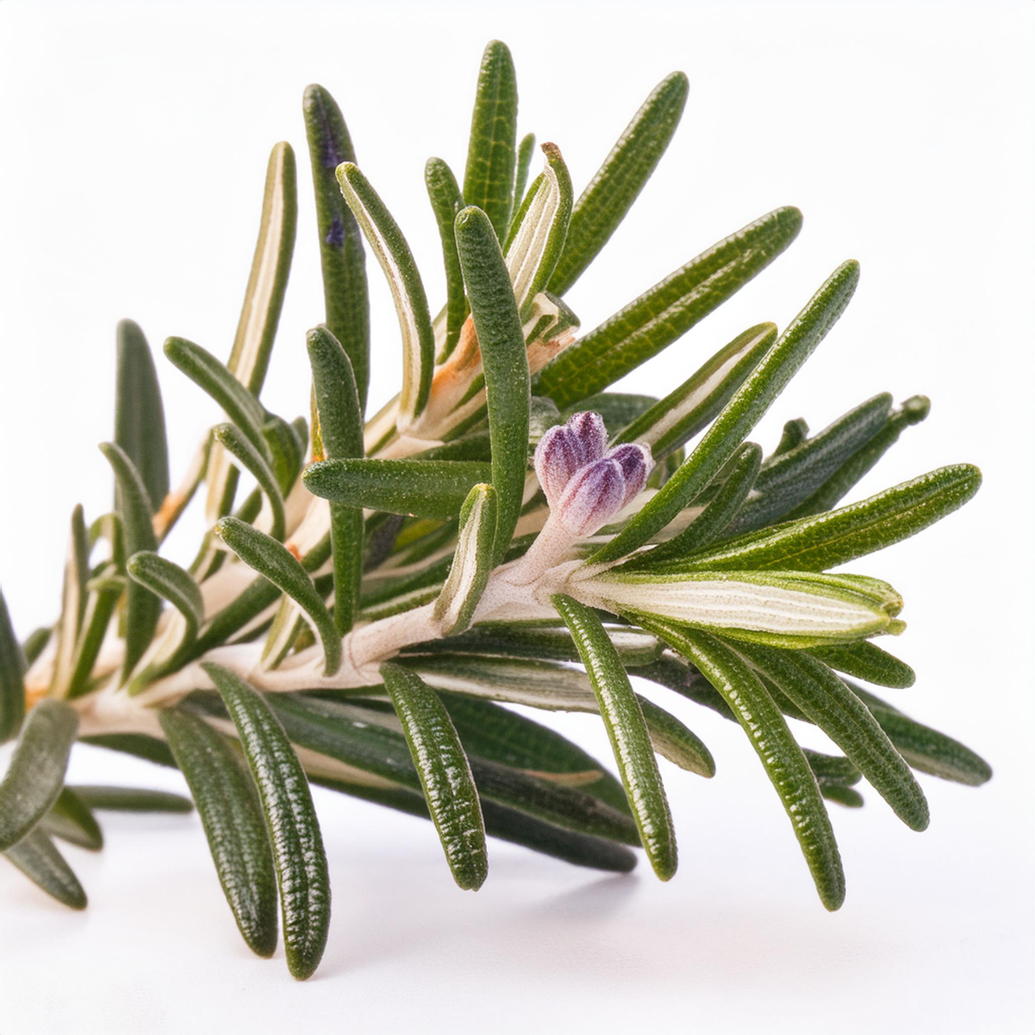 Rosemary Verbenone (Salvia rosmarinus)