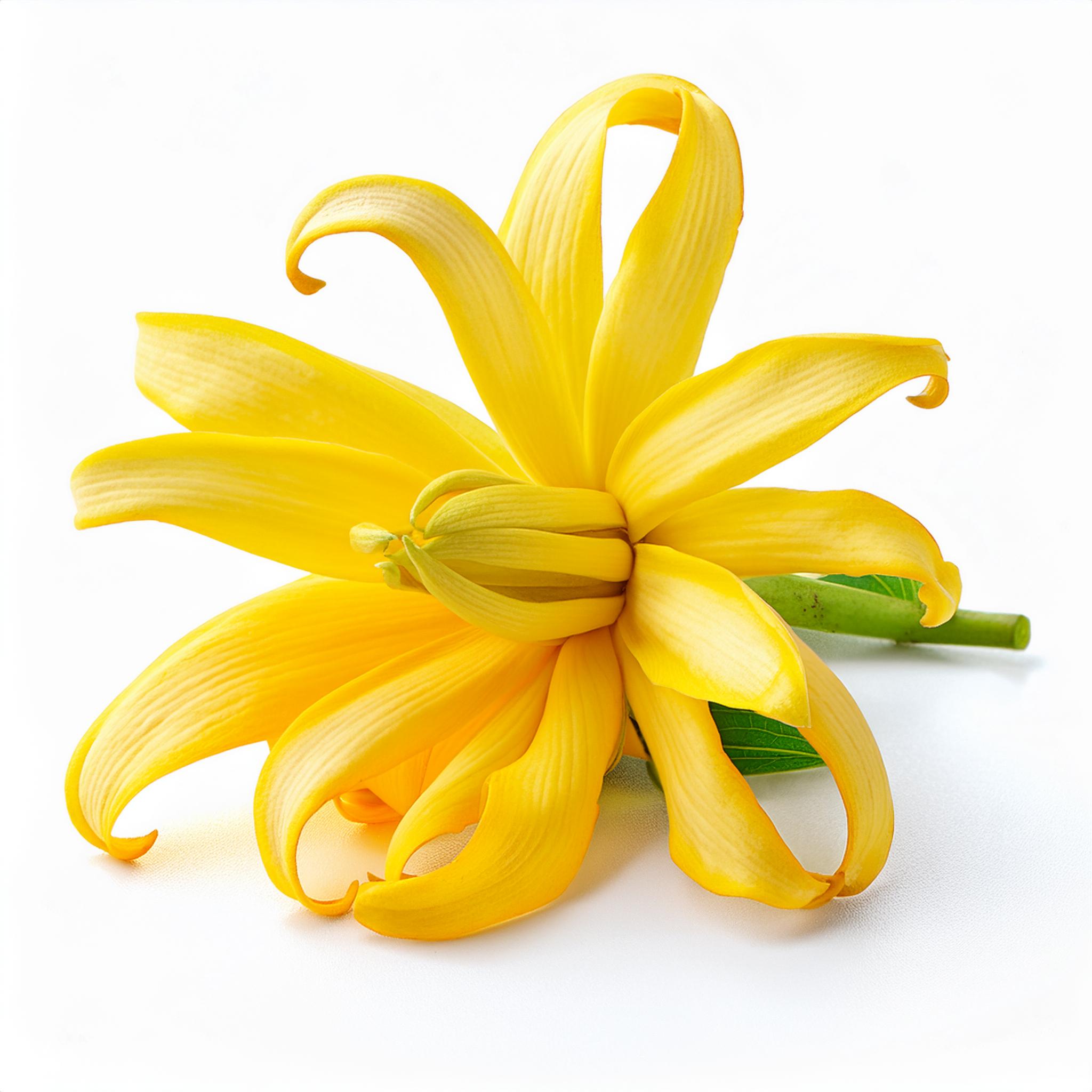 Ylang Ylang (Cananga odorata)