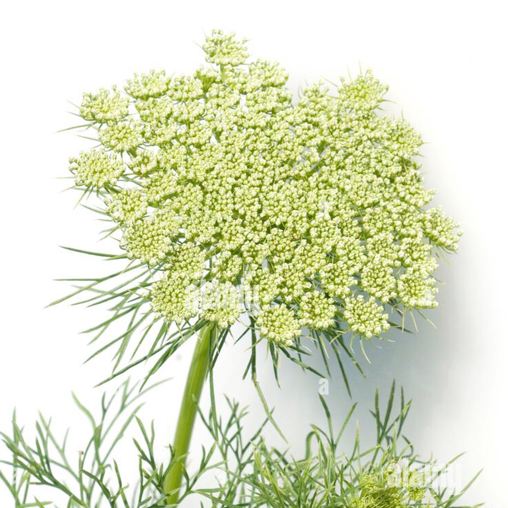 Ammi Visnaga - Au Natural Organics