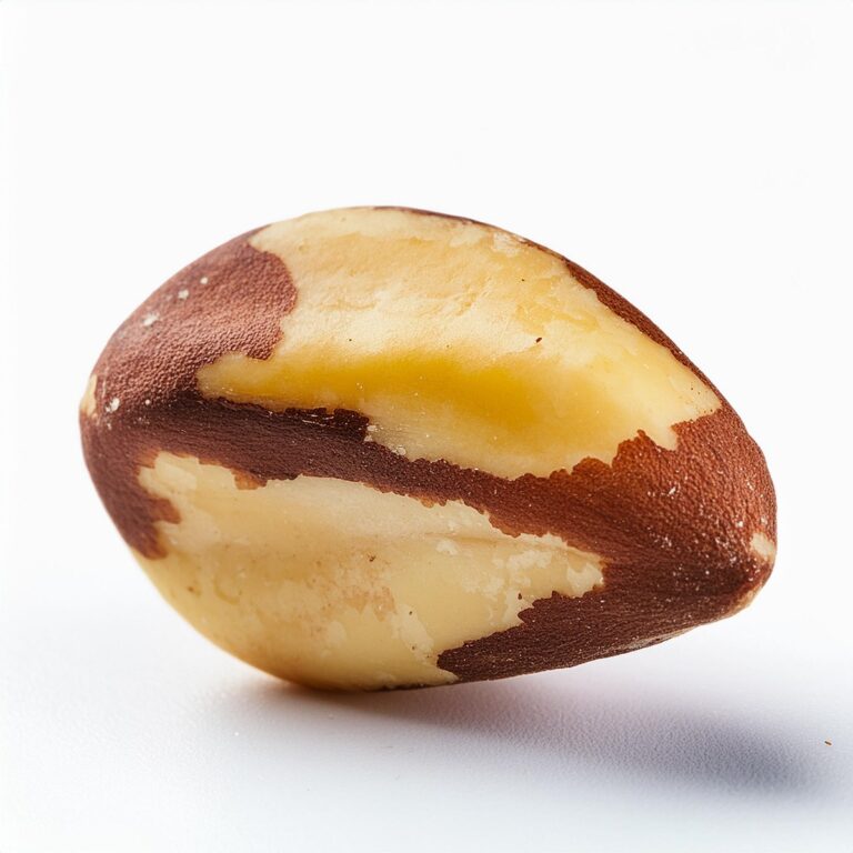 Brazil Nut 2 Brazil Nut