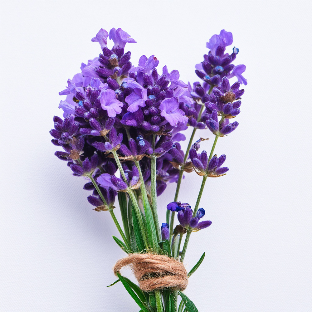 Lavender (Lavandula angustifolia)
