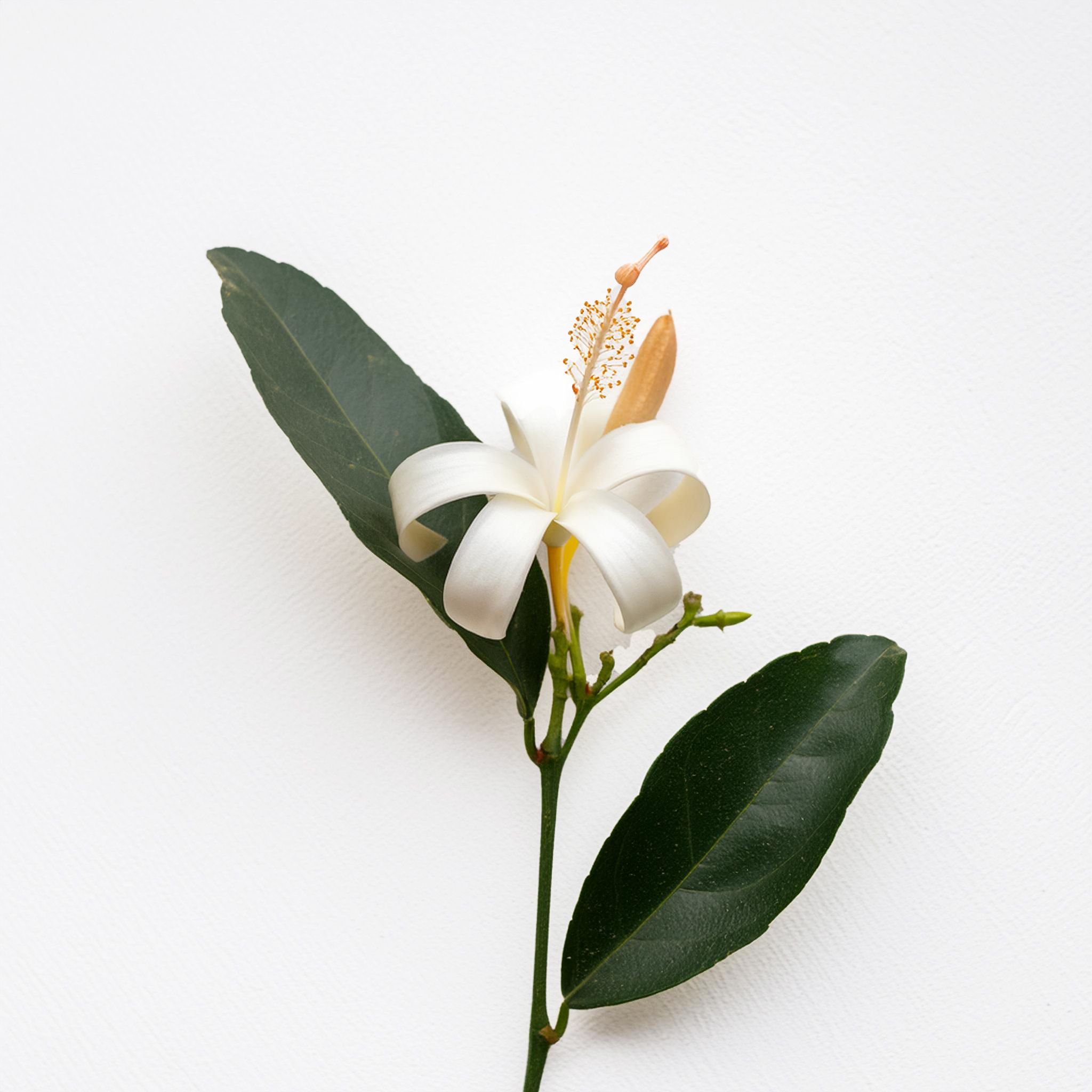 Neroli (Citrus aurantium)
