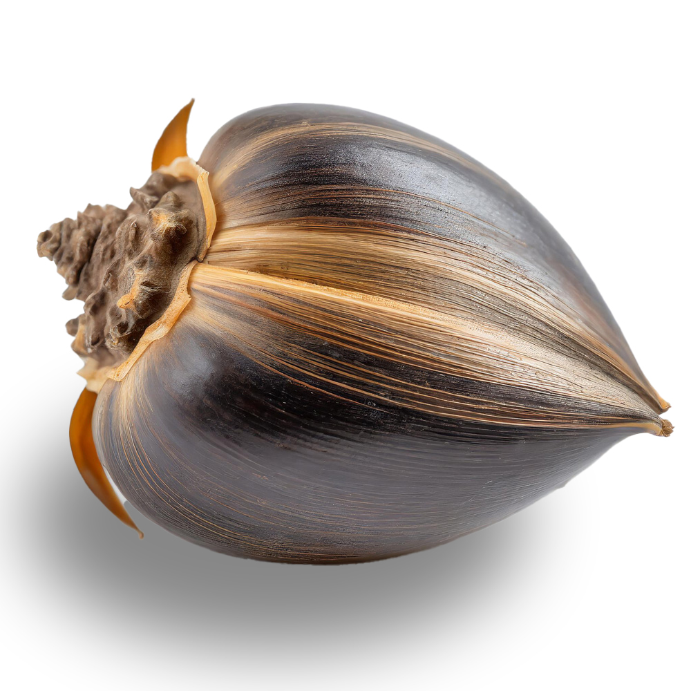Ojon (Caiaue) (Elaeis oleifera)