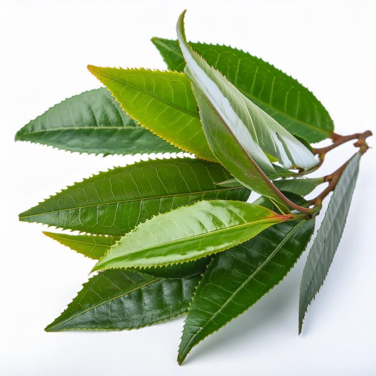 Tea Tree 2 Tea Tree
