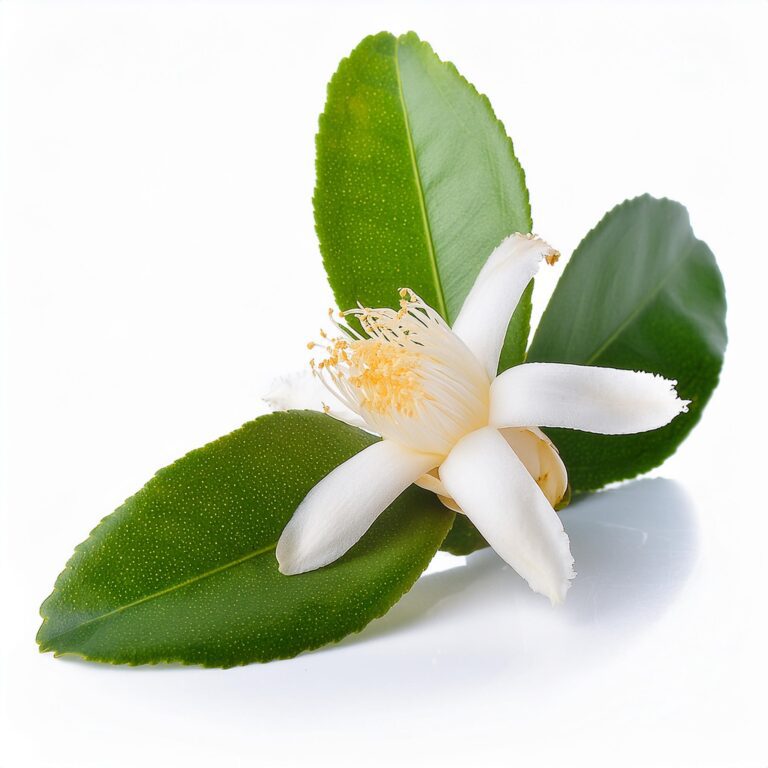 Tea Tree Lemon 5 Tea Tree Lemon