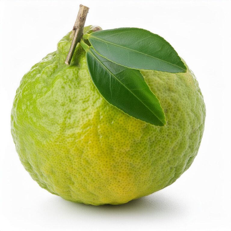 Yuzu Fruit 2 Yuzu Fruit
